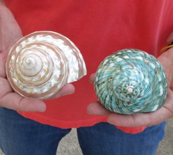 Buy this 2 piece lot of Mixed Polished Turbo Shells for shell crafts for $15/lot