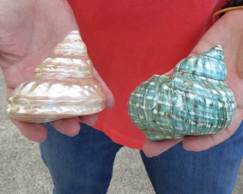 Buy this 2 piece lot of Mixed Polished Turbo Shells for shell crafts for $15/lot