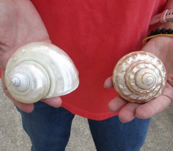 Buy this 2 piece lot of #2 Grade Mixed Polished Turbo Shells for shell crafts for $12/lot