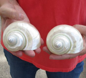 2 piece lot of Authentic Pearl Turbo Shells for shell crafts - Buy Now for $15/lot