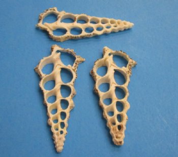 Wholesale Center Cut Cerithium Nodolosum seashells in bulk 2-3/4" to 3-1/2"  - 100 pieces @ .15 each;  500 pcs @ $.13 each 