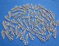 Wholesale Center Cut Cerithium Nodolosum seashells in bulk 2-3/4" to 3-1/2"  - 100 pieces @ .15 each;  500 pcs @ $.13 each 