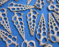 Wholesale Center Cut Cerithium Nodolosum seashells in bulk 2-3/4" to 3-1/2"  - 100 pieces @ .15 each;  500 pcs @ $.13 each 