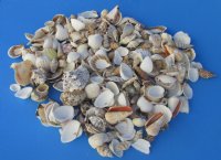 Wholesale Large Mixed Philippine shells 1" - 3" - Case of 20 kilos @ $1.50/kilo