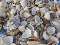 Wholesale Large Mixed Philippine shells 1" - 3" - Case of 20 kilos @ $1.50/kilo