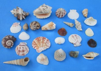 Wholesale Large Mixed Philippine shells 1" - 3" - : 2 kilos per bag @ $1.75/kilo  