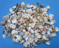 Wholesale Large Mixed Philippine shells 1" - 3" - : 2 kilos per bag @ $1.75/kilo  