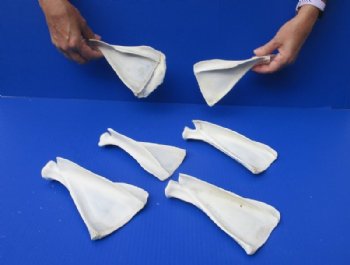 Wholesale deer shoulder blade bones 6-1/2 to 8 inch - 5 @ $2.00 each