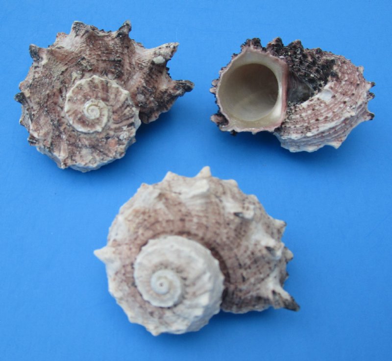 Wholesale delphinula laciniata shells for crafts and herit crabs - 1-1/ ...