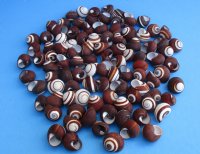 Striped Land Snails (hel roissyanna) 1" to 1-1/2" for Hermit Crab Homes - 100 pcs @ $.35 each; 400 pcs @ $.30 each.