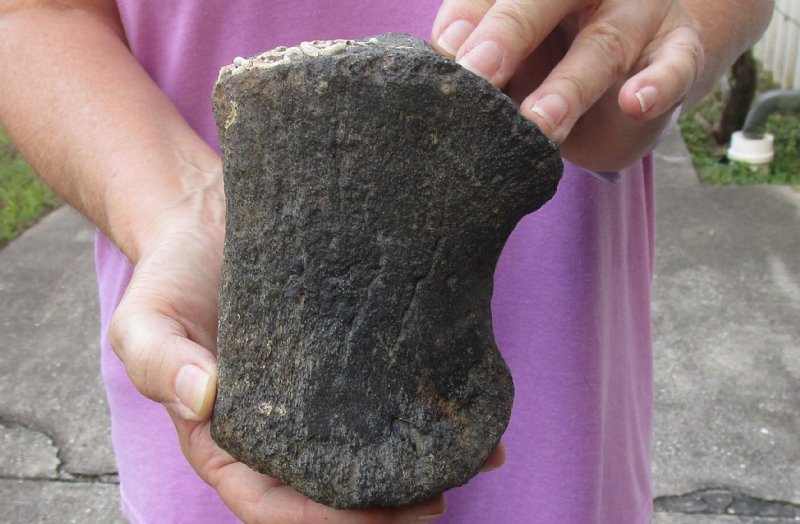 Fossil Whale Arm Bone