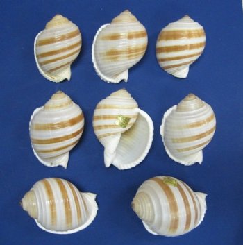 Wholesale 4 to 4-1/2 inch Banded Tun Shells Tonna Sulcosa; 12 pcs @ $2.00 each 