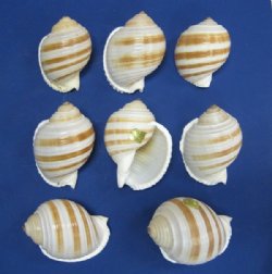 Wholesale 4 to 4-1/2 inch Banded Tun Shells Tonna Sulcosa; 12 pcs @ $2.00 each 