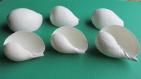 Wholesale White Indian melon shell 5" to 5-3/4" - 6 pcs @ $1.80 each  