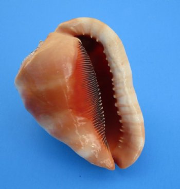 6 inches Wholesale Cameo Shells, Bullmouth Helmet Shells  - 2 pcs @ $8.50 each 