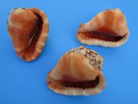 6 inches Wholesale Cameo Shells, Bullmouth Helmet Shells  - 2 pcs @ $8.50 each 