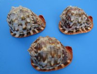 6 inches Wholesale Cameo Shells, Bullmouth Helmet Shells  - 2 pcs @ $8.50 each 