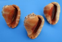 6 inches Wholesale Cameo Shells, Bullmouth Helmet Shells  - 2 pcs @ $8.50 each 