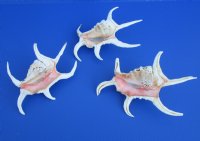 Case of wholesale lambis chiragra spider conch shells 7" - 9" Bulk large seashells - Case of 30 pcs @ $2.90 each 