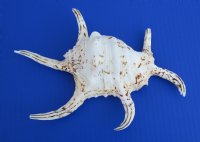 Case of wholesale lambis chiragra spider conch shells 7" - 9" Bulk large seashells - Case of 30 pcs @ $2.90 each 