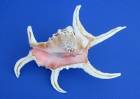 Case of wholesale lambis chiragra spider conch shells 7" - 9" Bulk large seashells - Case of 30 pcs @ $2.90 each 