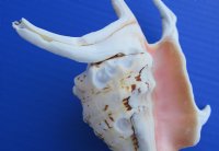 Case of wholesale lambis chiragra spider conch shells 7" - 9" Bulk large seashells - Case of 30 pcs @ $2.90 each 