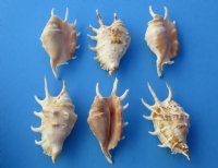 Wholesale Lambis Lambis Common Spider Conch Shells 4 inch to 4-3/4 inch - Case of 150 pcs @ $.30 each