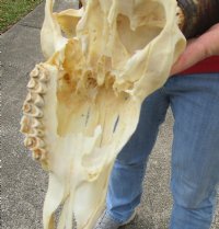 Wholesale Grade B African Impala Skull and Horns, damaged and discounted -  $70.00 each