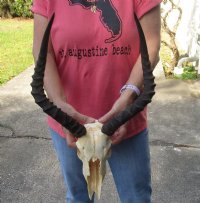 Wholesale Grade B African Impala Skull and Horns, damaged and discounted -  $70.00 each