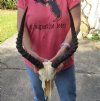 Wholesale Grade B African Impala Skull and Horns, damaged and discounted -  $70.00 each