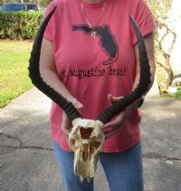 Wholesale Grade B African Impala Skull and Horns, damaged and discounted -  $70.00 each