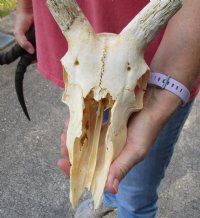 Wholesale Grade B African Impala Skull and Horns, damaged and discounted -  $70.00 each