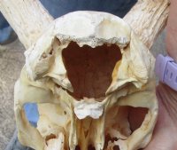 Wholesale Grade B African Impala Skull and Horns, damaged and discounted -  $70.00 each