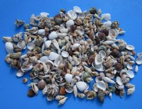 Wholesale Medium Philippine assorted seashells 1/2" to 2" - 1 bag (2 kilos) @ $5.50/bag 