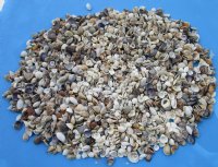 Wholesale small mixed seashells 1/2" to 2" - 20 kilos @ $2.35 kilo  