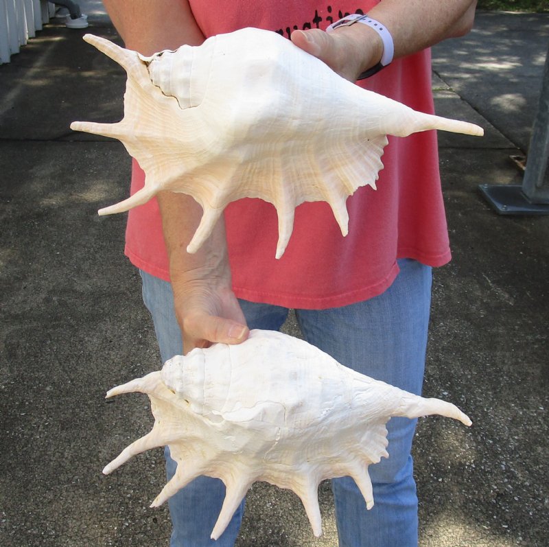 Giant Spider Conch Shell For Decorating