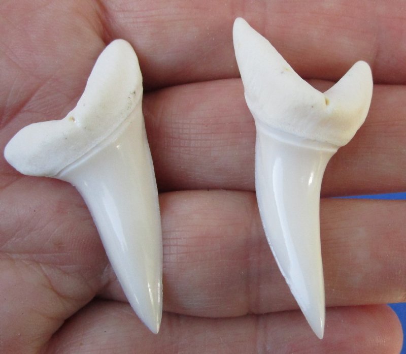 mako shark teeth