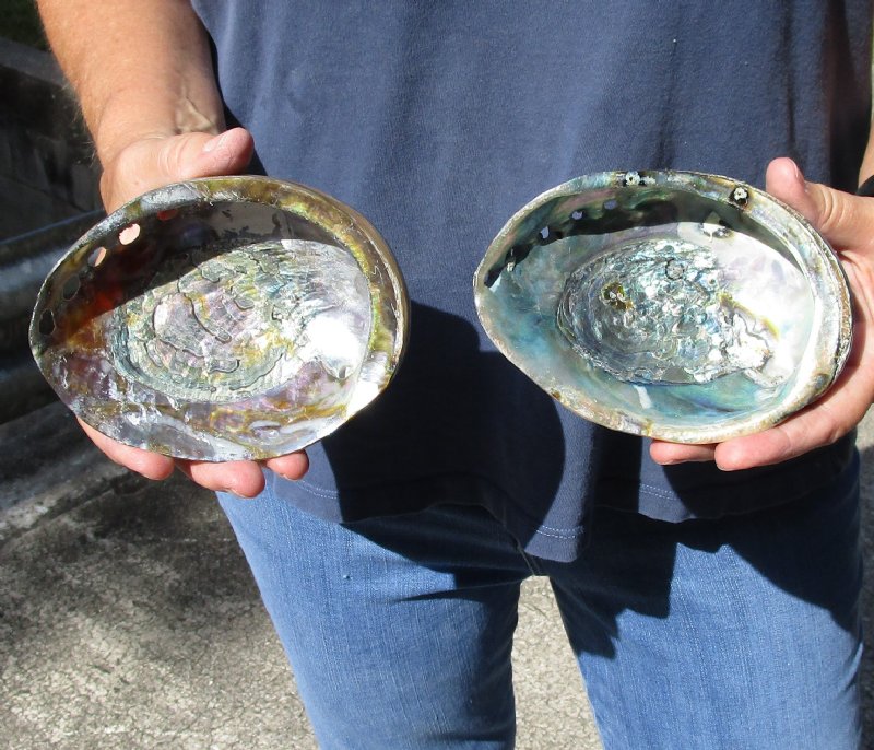Polished green abalone shell measuring 5 inches