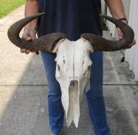 Wholesale Grade B Blue Wildebeest Skulls with Horns 18 to 26 inches wide - $55 each  