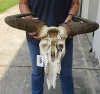 Wholesale Grade B Blue Wildebeest Skulls with Horns 18 to 26 inches wide - $55 each  