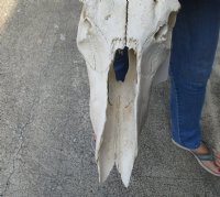 Wholesale Grade B Blue Wildebeest Skulls with Horns 18 to 26 inches wide - $55 each  