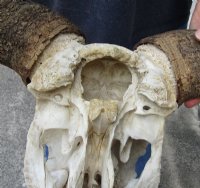 Wholesale Grade B Blue Wildebeest Skulls with Horns 18 to 26 inches wide - $55 each  