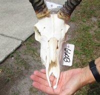 Wholesale Grade B African Impala Skull and Horns, damaged and discounted -  $70.00 each