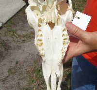 Wholesale Grade B African Impala Skull and Horns, damaged and discounted -  $70.00 each