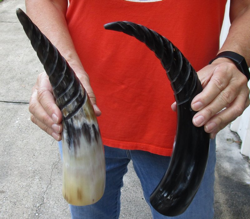 2 pc lot of Spiral Carved Polished Cattle/Cow Horns