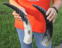 2 pc lot of Spiral Carved Polished Cattle/Cow Horn, 16 and 17 inches for $31/lot 