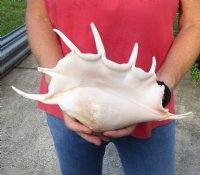 Extra Large 14-1/2 inch giant spider conch shell for decorating - you are buying the one pictured for $18