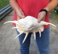 Extra Large 14-1/2 inch giant spider conch shell for decorating - you are buying the one pictured for $18