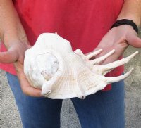 Extra Large 14-1/2 inch giant spider conch shell for decorating - you are buying the one pictured for $18