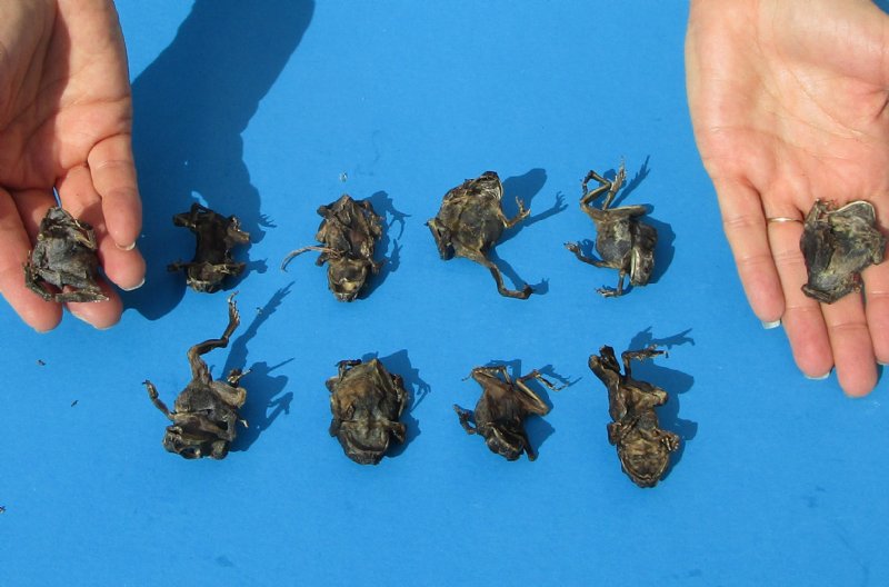 Ten Small Dried Toads Cured in Formaldehyde